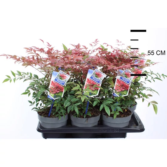 Japán szentfa   NANDINA DOMESTICA OBSESSED 20/25 CS17