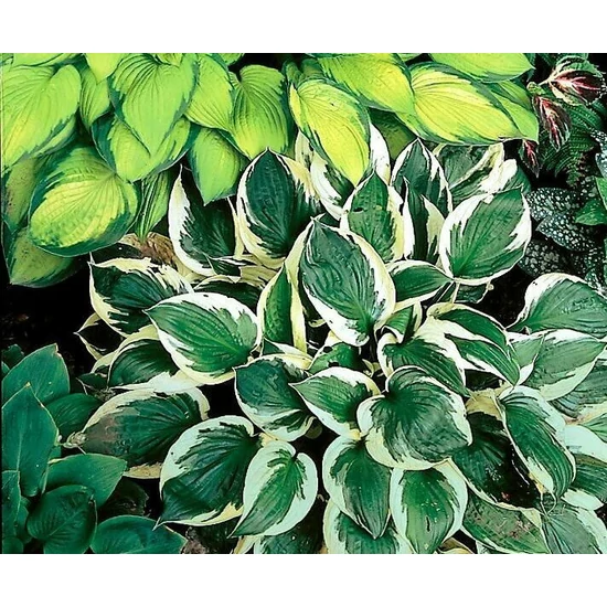 Árnyékliliom HOSTA FAJTÁK CS11   