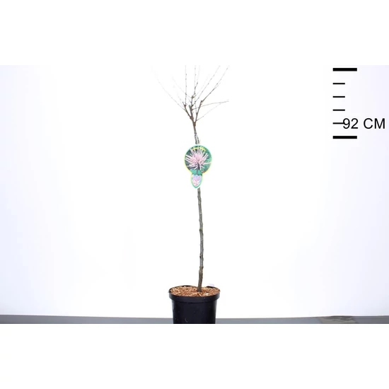 Babarózsa    PRUNUS TRILOBA T70 K4