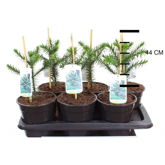 Chilei fenyő   ARAUCARIA ARAUCANA 20/25 CS17