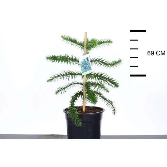 Chilei fenyő   ARAUCARIA ARAUCANA 40/50 CS23