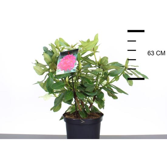 Havasszépe    RHODODENDRON NOVA ZEMBLA 30/40 K5