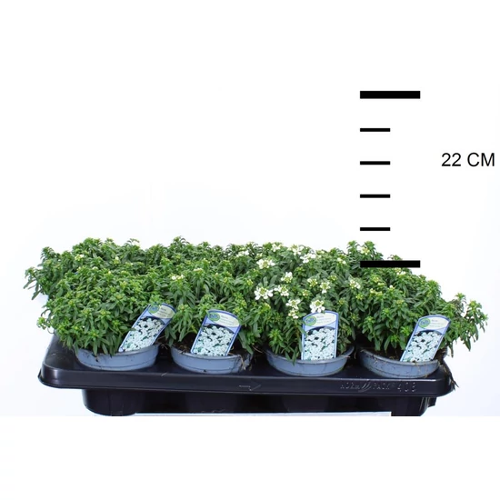Örökzöld tatárvirág IBERIS SEMPERVIRENS CS12
