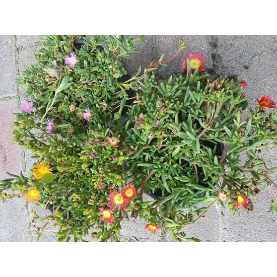 Kristályvirág DELOSPERMA FAJTÁK 12/15 CS12  