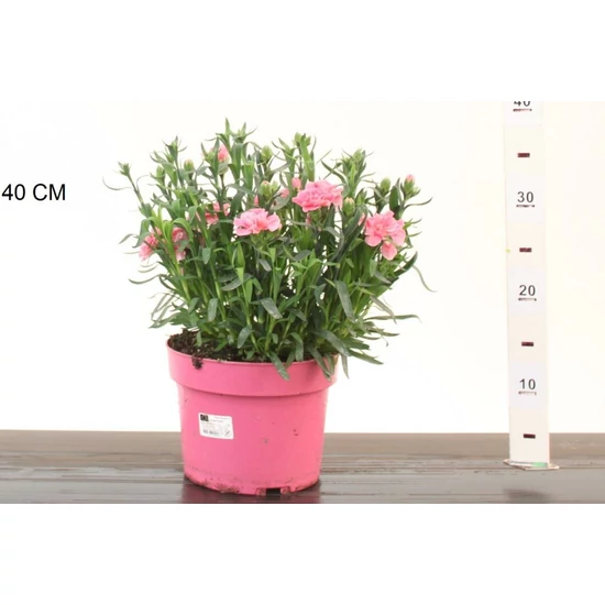 Kerti szegfű DIANTHUS CARYOPHYLLUS OSCAR PINK CS19