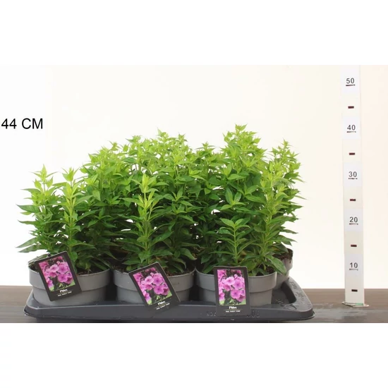 Bugás lángvirág PHLOX PANICULATA CS17
