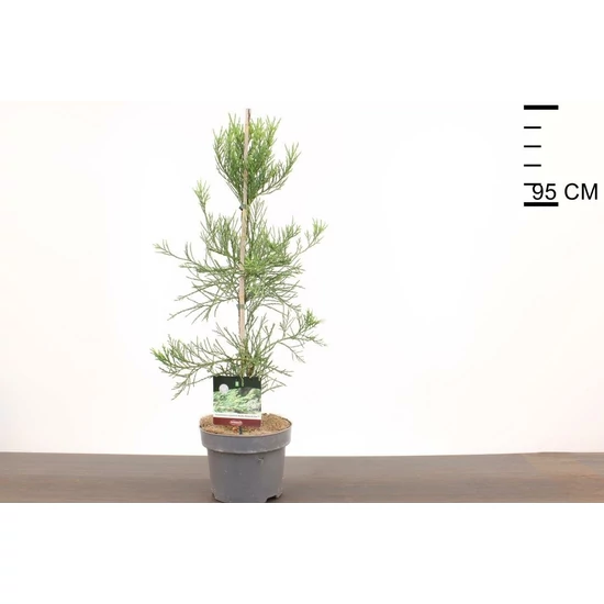 Óriás (hegyi) mamutfenyő SEQUOIADENDRON GIGANTEUM HEALTHY MAMMOTH ONE 60/80 CS23