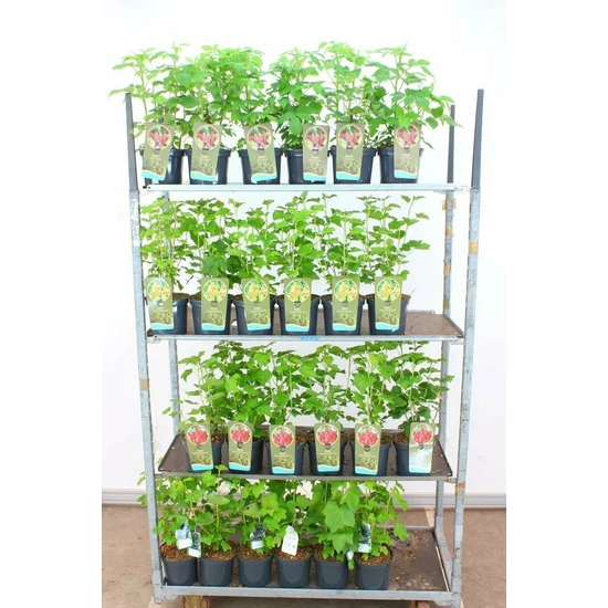 Fehér ribiszke RIBES RUBRUM WEISSE VERSAILLES 30/40 K3