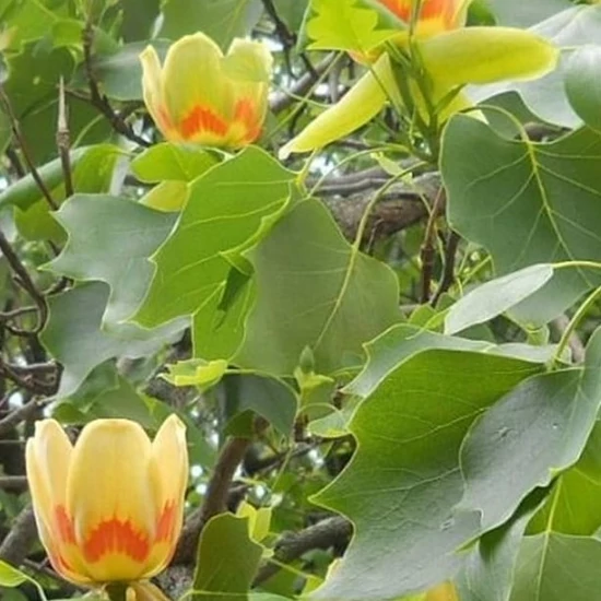 Tulipánfa  LIRIODENDRON TULIPIFERA K6