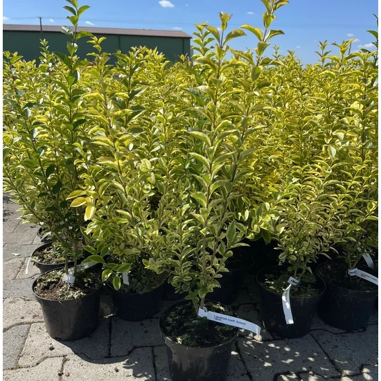 Aranytarka télizöld fagyal  LIGUSTRUM OVALIFOLIUM AUREUM K2