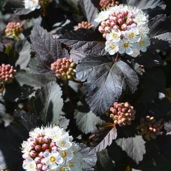 Hólyagvessző     PHYSOCARPUS OPULIFOLIUS DIABOLO K2