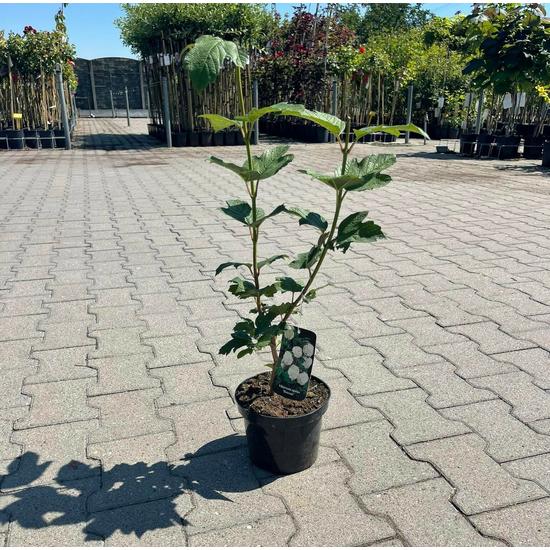 Labdarózsa VIBURNUM OPULUS ROSEUM K2