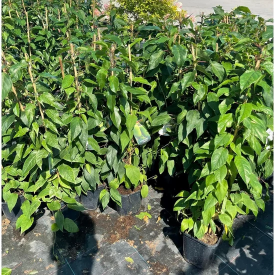 Jumbo japán kivi Actinidia arguta