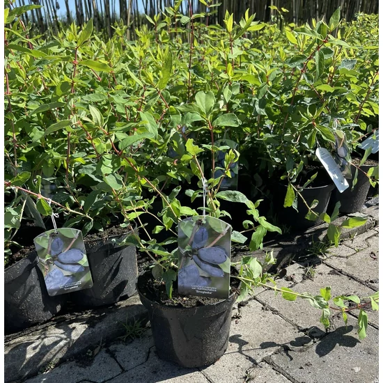 Sinoglaska mézbogyó LONICERA ORIENTALIS SINOGLASKA K2