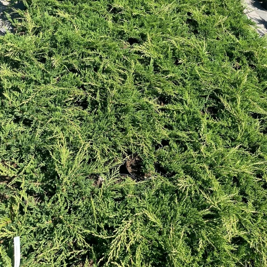 Henye boróka   JUNIPERUS HORIZONTALIS PRINCE OF WALES K2