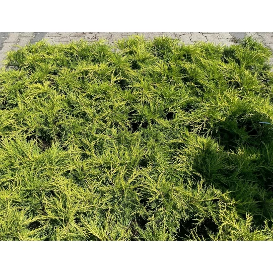 Arany terülő boróka   JUNIPERUS MEDIA OLD GOLD K2