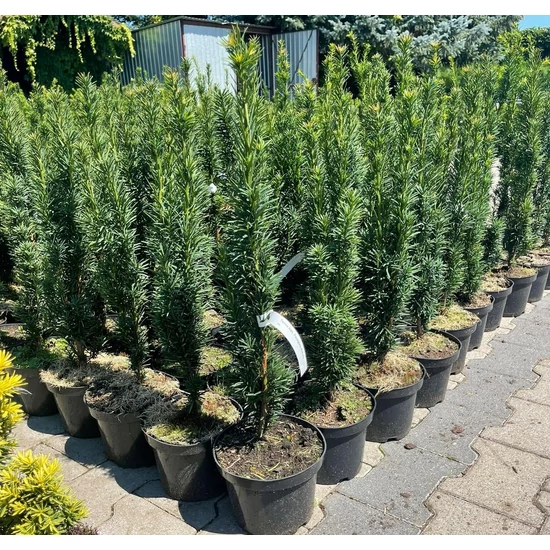 Oszlopos tiszafa    TAXUS BACCATA FASTIGIATA ROBUSTA K2