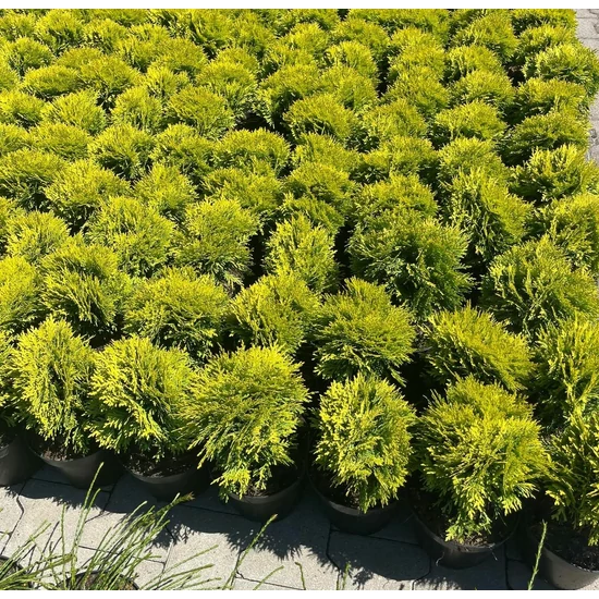 Törpe arany gömb tuja  THUJA OCCIDENTALIS MIRJAM K2