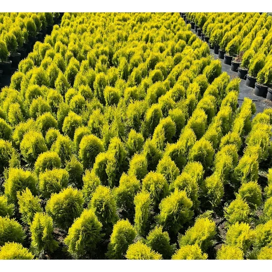Aranylombú keleti tuja  THUJA ORIENTALIS AUREA NANA 20/30 K2