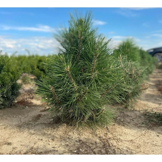 Osztrák feketefenyő PINUS NIGRA AUSTRIACA 40/60*