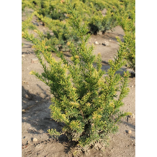 Sárgalombú tiszafa TAXUS BACCATA SEMPERAUREA 60/80*