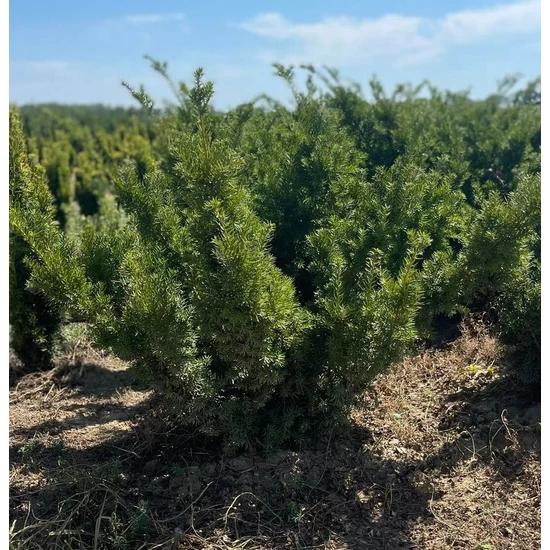 Közönséges tiszafa TAXUS MEDIA FARMEN 80/100*