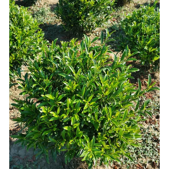 Babérmeggy PRUNUS LAUROCERASUS SOFIA GÖMBRE NYÍRT 40/60*