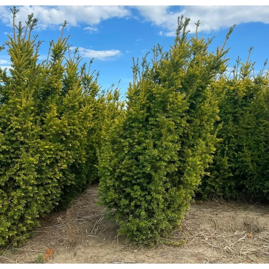 Sárgalombú tiszafa TAXUS BACCATA SEMPERAUREA 150/175*