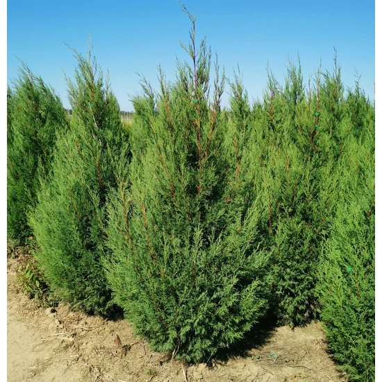 Leyland ciprus CUPRESSOCYPARIS LEYLANDII '2001' 200/225 2×i*