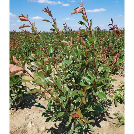 Örökzöld korallberkenye PHOTINIA FRASERI LOUISE 100/125*