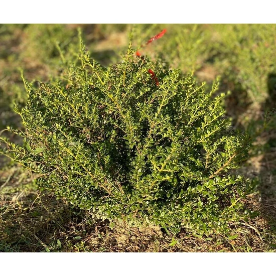 Csipkéslevelű magyal ILEX CRENATA GLORIE DWARF 40/50*