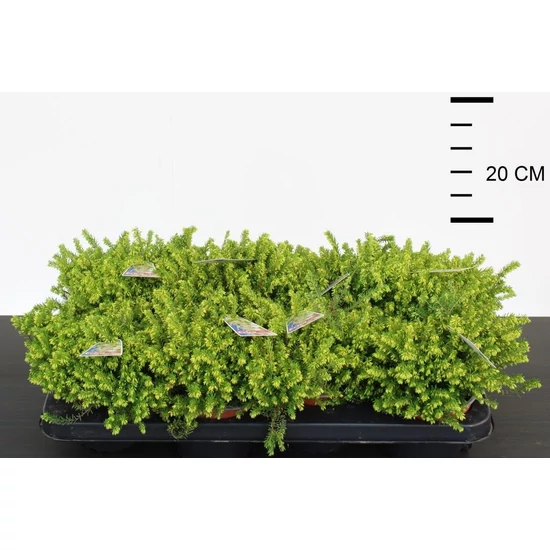 Alpesi hanga   ERICA DARLEYENSIS WHITE PERFECTION 20CM CS15