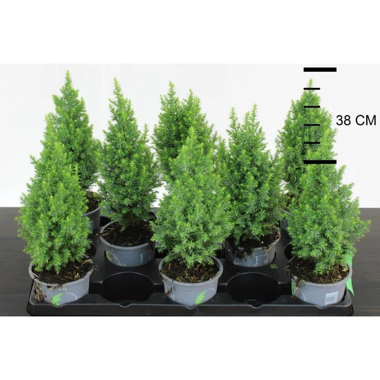 Mocsári álciprus   CHAMAECYPARIS THYOIDES TOP POINT 30CM CS12