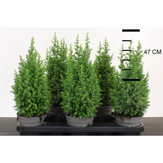 Mocsári álciprus   CHAMAECYPARIS THYOIDES TOP POINT 35/40 CS13