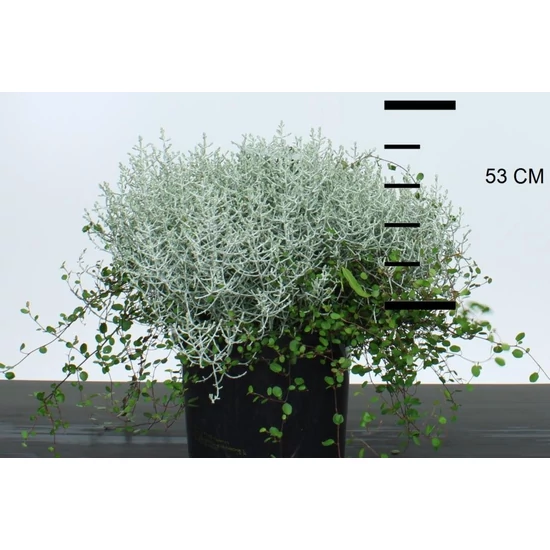 Ezüstnövény     LEUCOPHYTA BROWNII MET MUHLENBERG K5