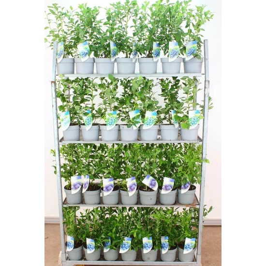 Kék áfonya VACCINIUM CORYMBOSUM 40/60 K4