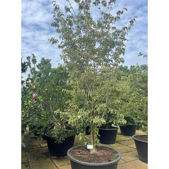 Csillagsom    CORNUS KOUSA CHINENSIS 200/250 K500