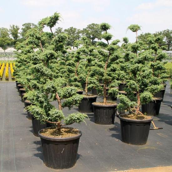 Kék kínai boróka   JUNIPERUS CHINENSIS BLUE ALPS BONSAI 150/175 K110