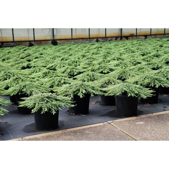 Közönséges boróka    JUNIPERUS COMMUNIS GREEN CARPET 30/40 K8
