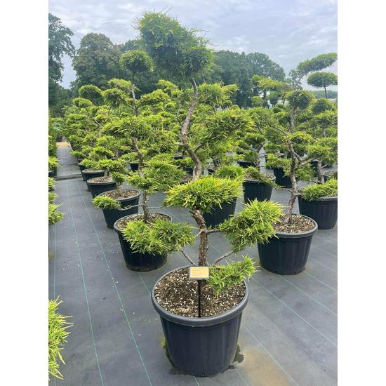Arany boróka bonsai   JUNIPERUS MEDIA OLD GOLD BONSAI 120/+ K80