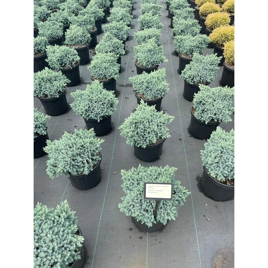 Himalájai törpeboróka   JUNIPERUS SQUAMATA BLUE STAR 25/30 K6