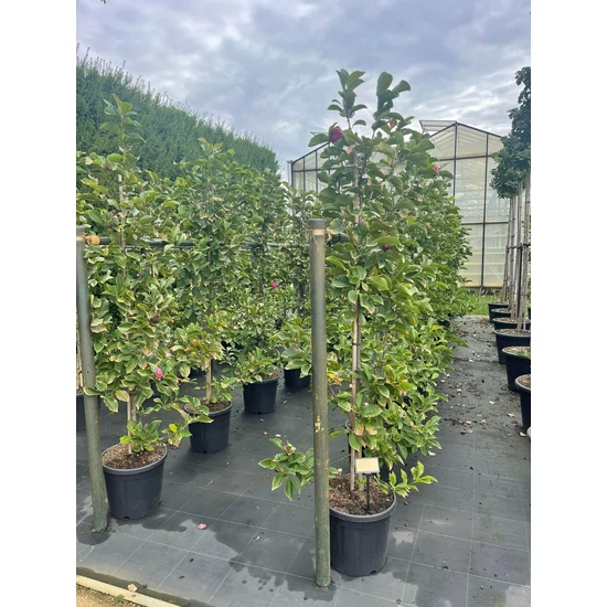 Bíborvörös liliomfa    MAGNOLIA SOULANGEANA GENIE 140/160 K20