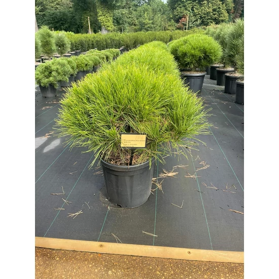 Japán erdeifenyő    PINUS DENSIFLORA ALICE VERKADE 40/50 K18