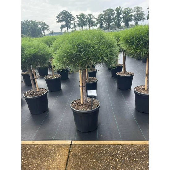 Japán erdeifenyő    PINUS DENSIFLORA ALICE VERKADE T40 40/+ K20