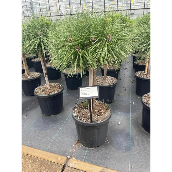 Hosszútűjű gömb feketefenyő   PINUS NIGRA BREPO T30 35/40 K18