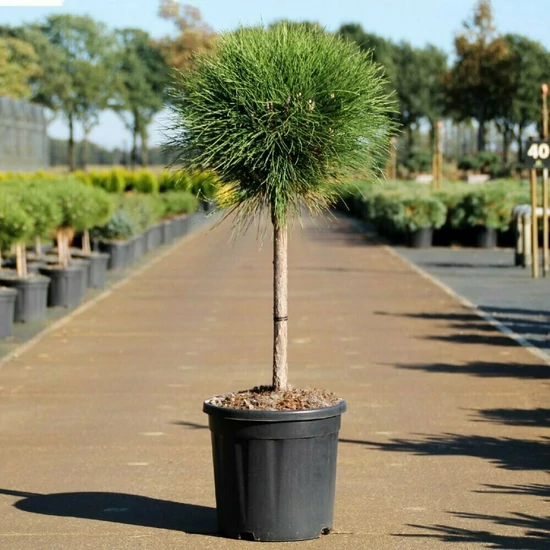 Törpe feketefenyő    PINUS NIGRA SUMMER BREEZE T40 30CM K12,5