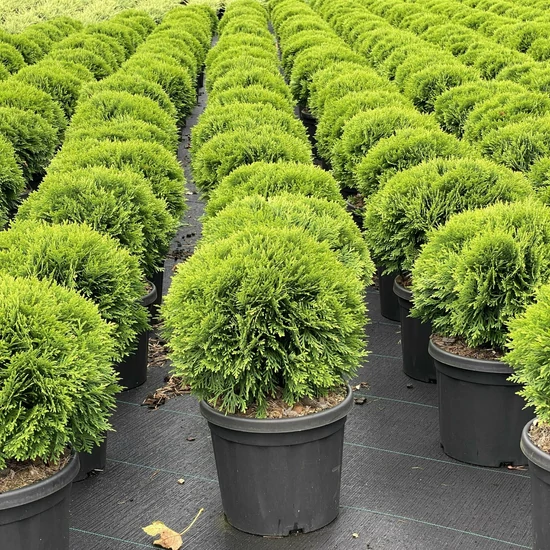 Gömbtuja    THUJA OCCIDENTALIS DANICA 25/30 K6