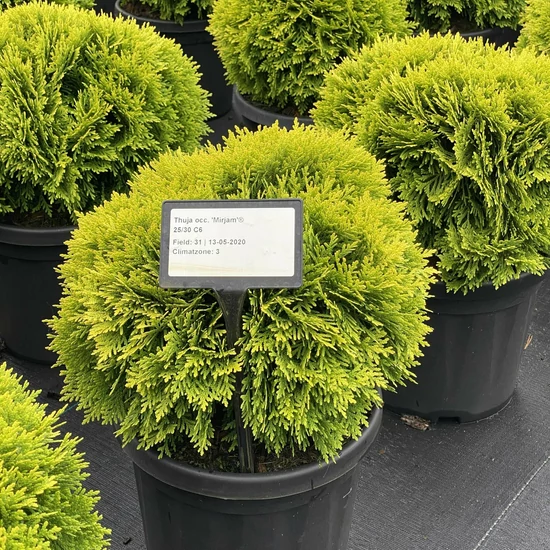 Törpe arany gömb tuja  THUJA OCCIDENTALIS MIRJAM 25/30 K6