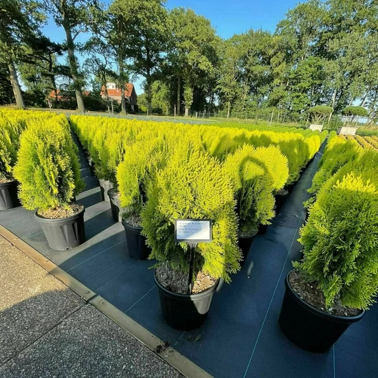 Aranylombú keleti tuja THUJA ORIENTALIS AUREA NANA 40/+ K8