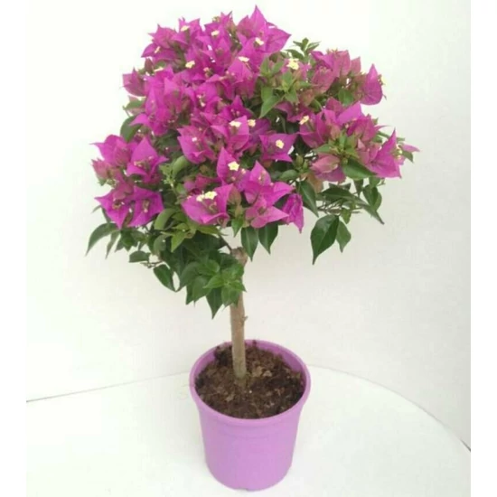 Murvafürt   BOUGAINVILLEA ALEXANDRA T/2 K9